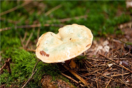 苔藓,森林,自然,特写