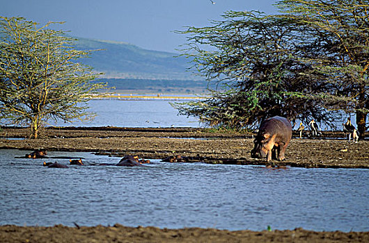 坦桑尼亚,大裂谷,河马