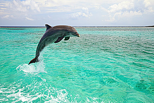 海湾群岛,洪都拉斯,宽吻海豚,跳跃,室外,水,钥匙,胜地