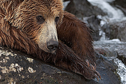 棕熊,休息,堪察加半岛,俄罗斯