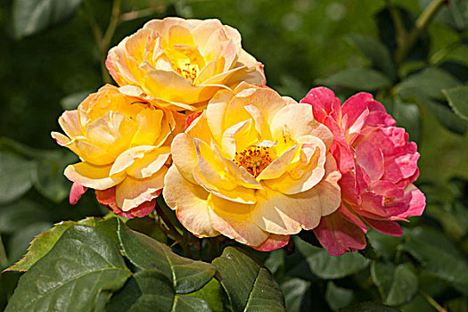 玫瑰,粉色,灌木,北莱茵威斯特伐利亚,德国,欧洲