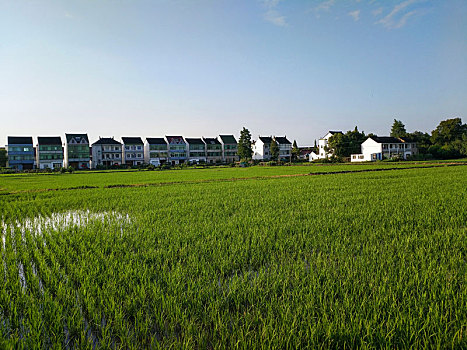 水乡稻田,田园风光,夏日乡村