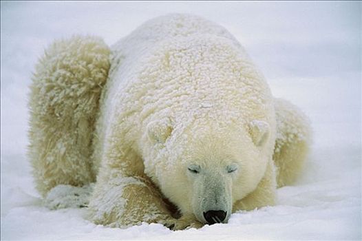 北极熊,睡觉,雪,哈得逊湾,加拿大