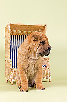 沙皮犬,小狗,8星期大,雄性,红色,微型,沙滩椅
