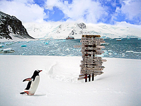 巴布亚企鹅,南极,涉水,雪,看,方向,远景,标识,游船