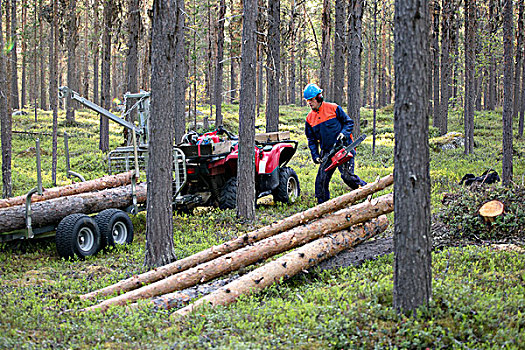 伐木工人,树林