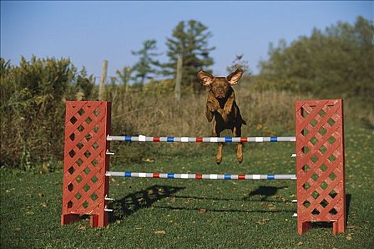 维希拉猎犬,狗,跳跃,上方,栅栏