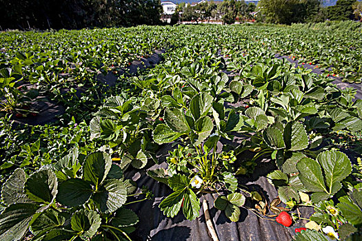 草莓,开端,成熟,中心,城市,农业,花园,一个,有机,农场,加利福尼亚,英亩,果蔬