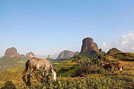 牧人,牧群,靠近,山,埃塞俄比亚