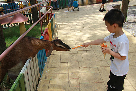 湖北武汉动物园,家长带孩子零距离接触动物