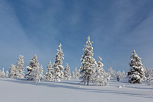 雪,冷杉,树林,芬兰,欧洲