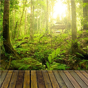 雨林,光线,木板,木头,产品,放置,广告