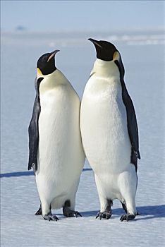帝企鹅,一对,冰,边缘,形态,两个,交配,南极