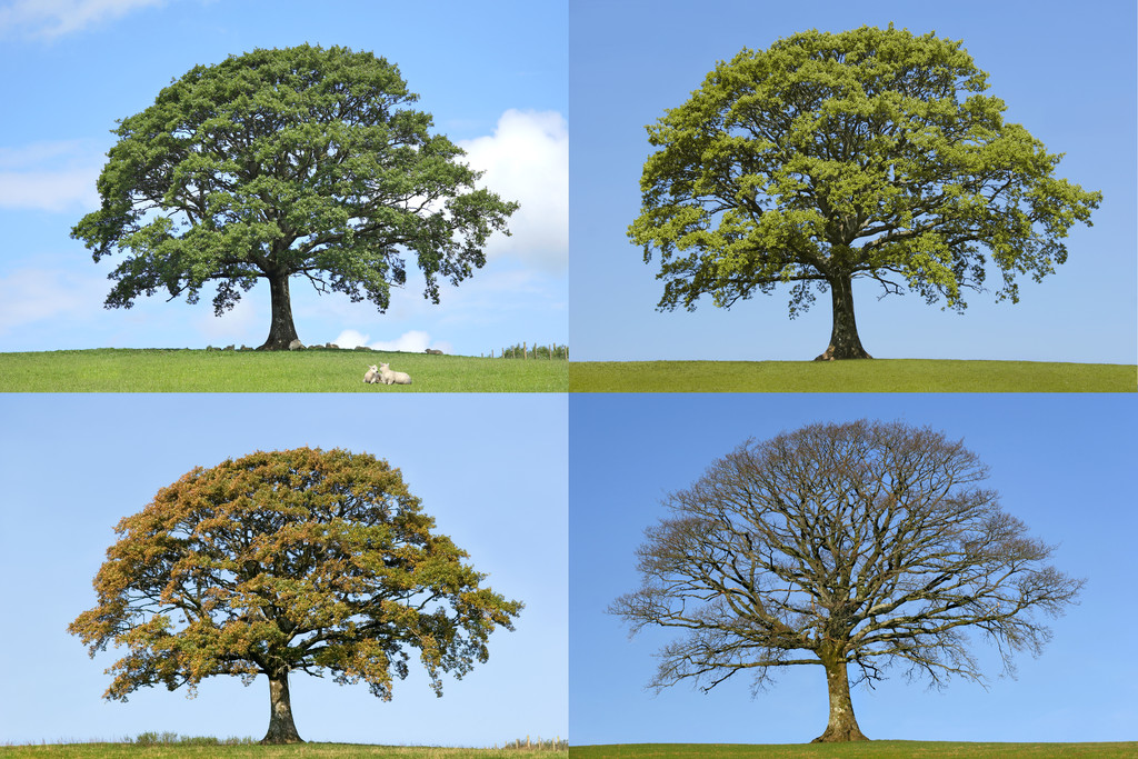 一棵树的一年四季图片图片