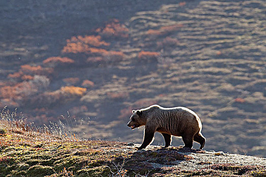 大灰熊,走,山脊,山坡,秋色,背景,德纳里峰国家公园,室内,阿拉斯加,秋天
