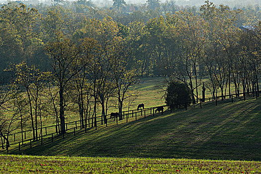 栏杆,马,草场,日出,莓系属牧草,区域,莱克星顿,肯塔基