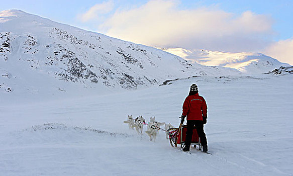 狗,团队,拉拽,雪撬,瑞典