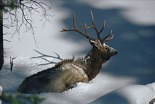 麋鹿,鹿属,鹿,涉水,大雪,黄石国家公园,怀俄明