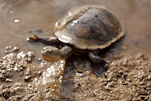 龟,泥,维多利亚,澳大利亚