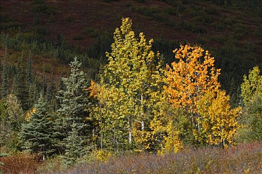 聚光灯,秋天,彩色,白杨,德纳里峰,国家公园,阿拉斯加,美国
