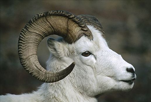 野大白羊,白大角羊,肖像,德纳利国家公园和自然保护区,阿拉斯加