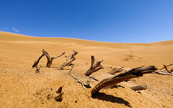 沙漠灌木丛中的蜥蜴