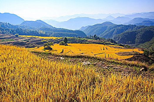 稻田,稻子,山村