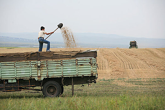 内蒙额尔古纳河沿岸正在收获种植的小麦