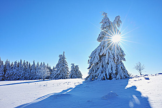 积雪,针叶树,太阳,山,巴伐利亚,德国