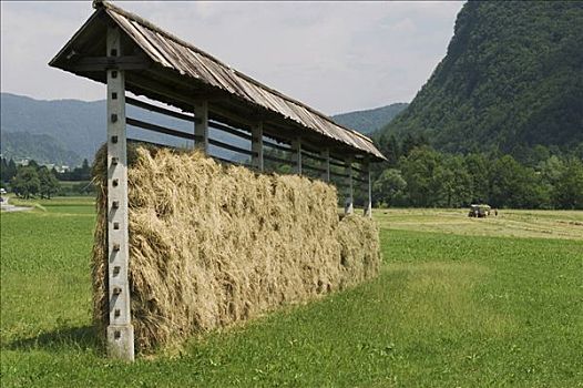 干草,国家公园,斯洛文尼亚
