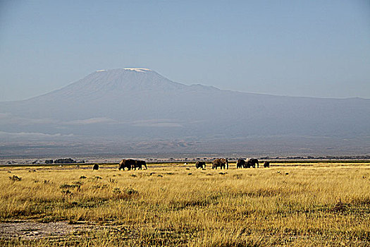 肯尼亚非洲象-乞力马扎罗山脚下的象群