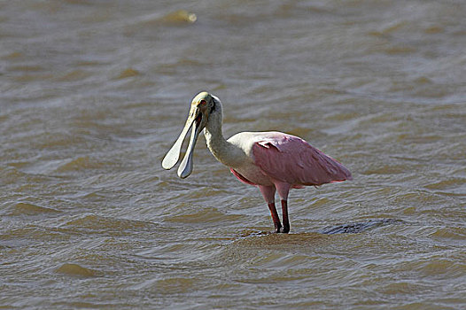 粉红琵鹭,水中,委内瑞拉
