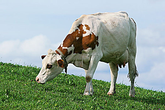 奶牛,放牧,草场,特写