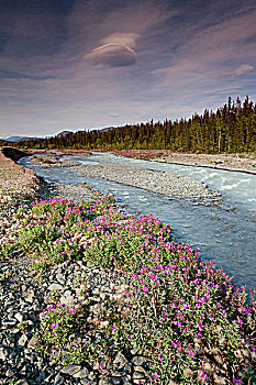 野花,边缘,溪流,克卢恩国家公园,自然保护区,育空地区,加拿大