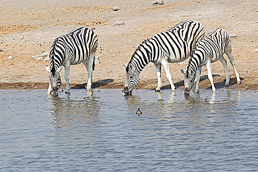 三个,斑马,马,水坑,埃托沙国家公园,纳米比亚,非洲