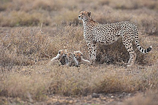 印度豹,女性,幼兽,塞伦盖蒂,坦桑尼亚,非洲