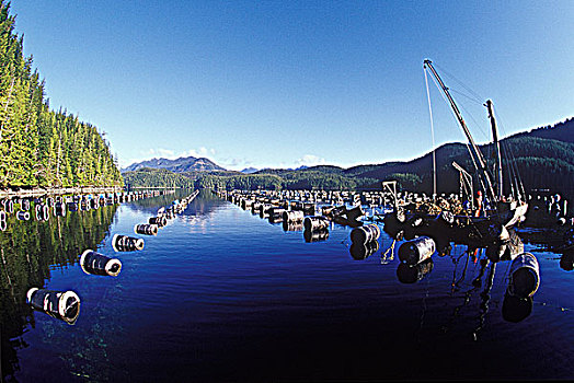 牡蛎养殖,小湾,靠近,温哥华岛,不列颠哥伦比亚省,加拿大