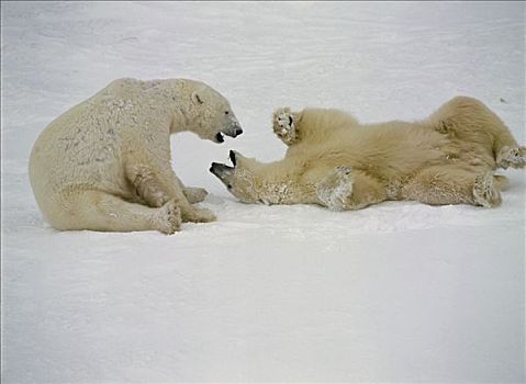 北极熊,一对,玩,雪中,曼尼托巴,加拿大