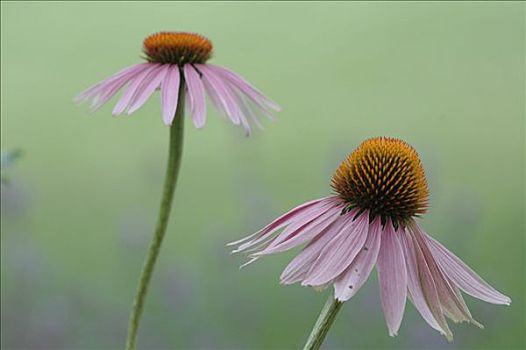 紫色金花菊,松果菊,绿色背景