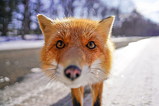 狐狸狐狸,线条红狐狐狸,幼兽东北狐图案,小,狐狸,猫科动物,矢量,无缝