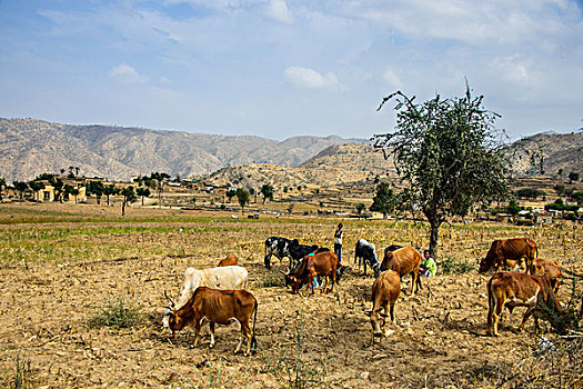 母牛,放牧,道路,马萨瓦,埃塞俄比亚,厄立特里亚,非洲