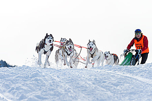 雪橇狗,比赛,团队,冬天,风景,巴伐利亚,德国,欧洲