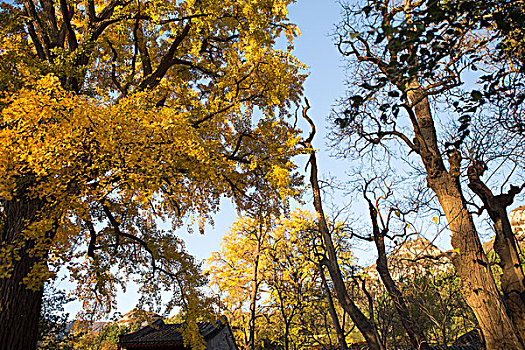 北京龙泉寺千年银杏树金黄色的叶子