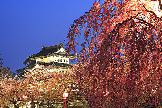 弘前城,樱花