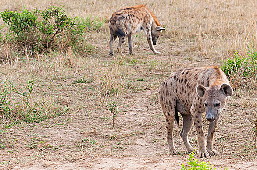 斑鬣狗,斑点,鬣狗,马赛马拉国家保护区,肯尼亚