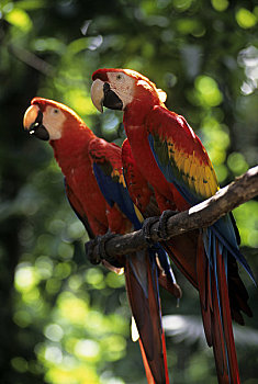 巴西,马瑙斯,深红色,金刚鹦鹉