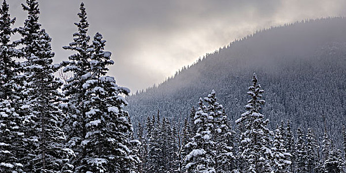 积雪,树,山,背景,公路,碧玉国家公园,艾伯塔省,加拿大