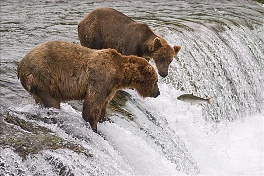 两个,棕熊,看,红鳟鱼,跳跃,过去,溪流,瀑布,卡特麦国家公园,西南方,阿拉斯加