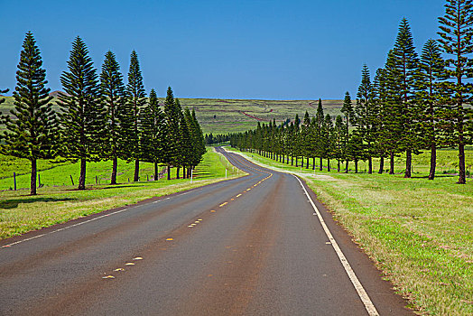 晴朗,树林,曼内雷,道路,公路,夏威夷,美国
