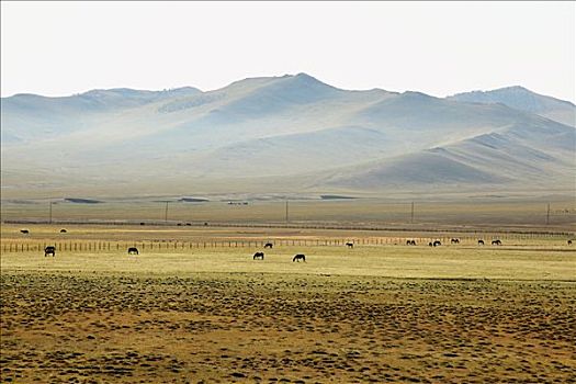 蒙古,草原,风景